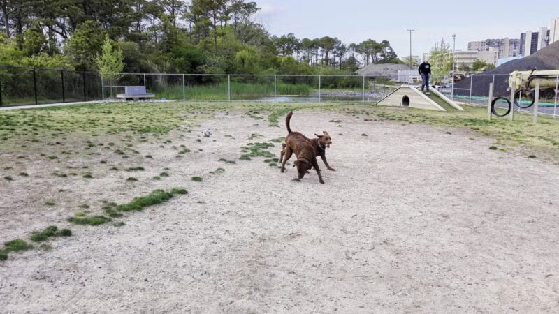 Dog Playground - Ocean City, MD