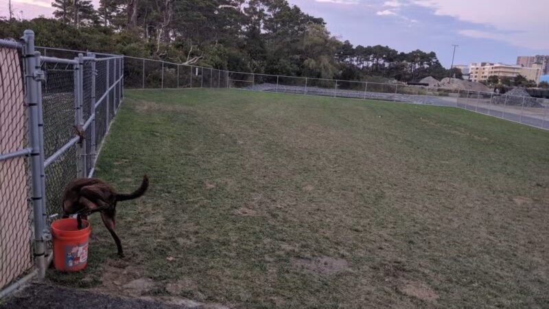 Dog Playground - Ocean City, MD