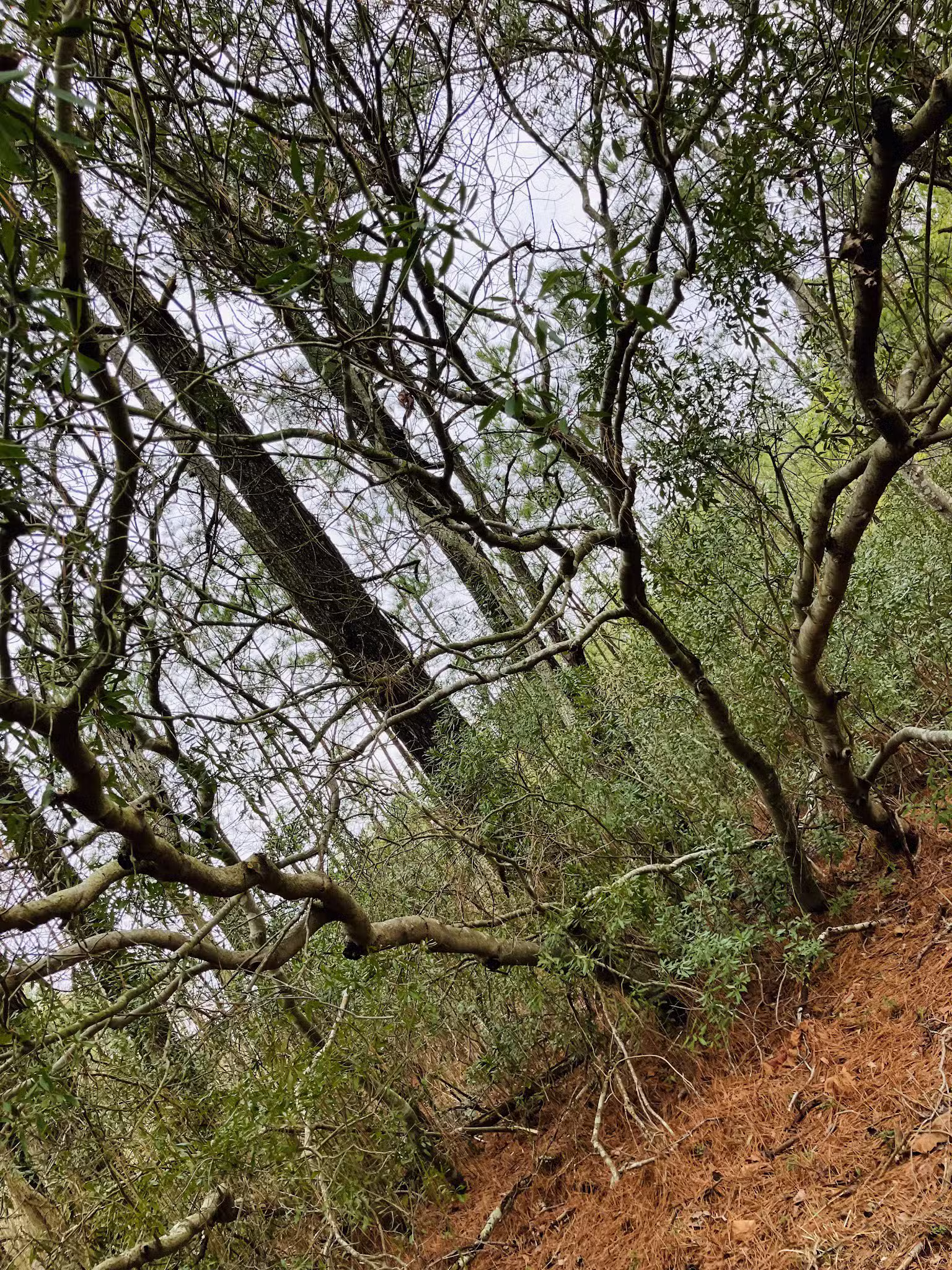 Herring Creek Nature Park - Ocean City, MD