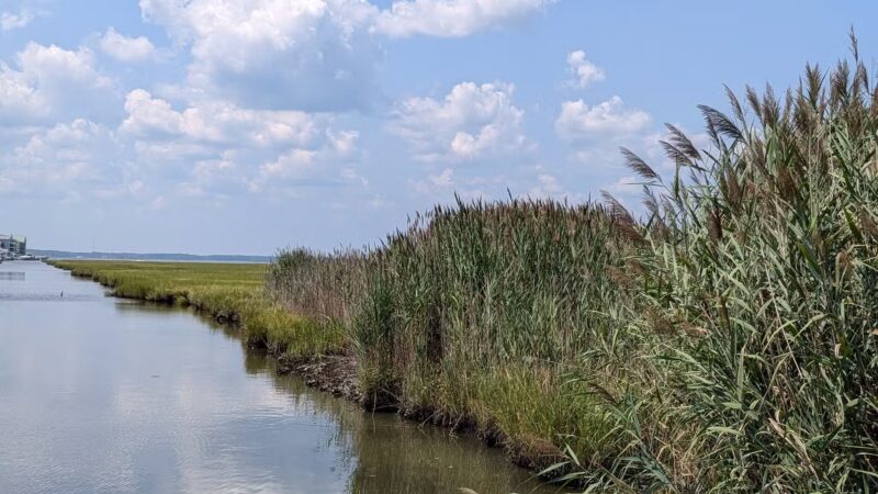 Little Salisbury Neighborhood Park - Ocean City, MD