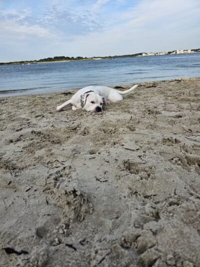 Pet Beach - Ocean City, MD