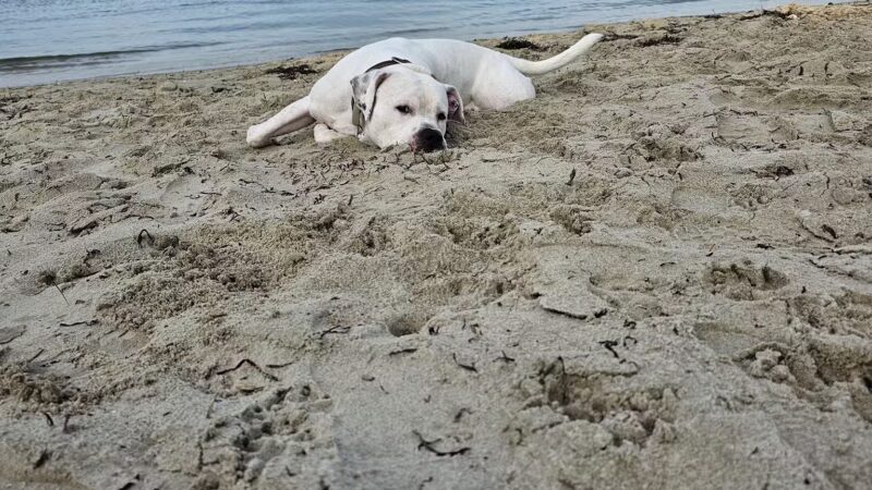 Pet Beach - Ocean City, MD