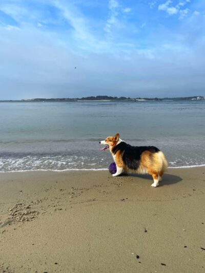 Pet Beach - Ocean City, MD