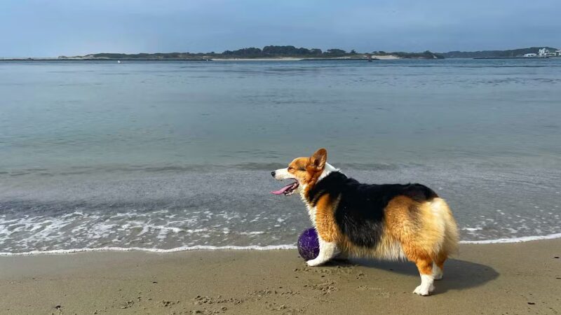 Pet Beach - Ocean City, MD