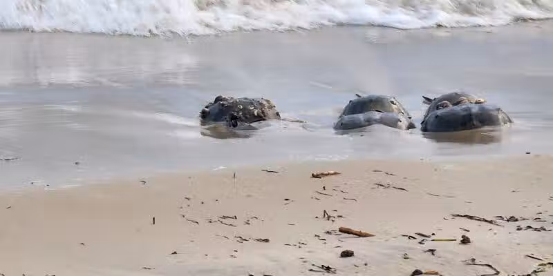 Pet Beach - Ocean City, MD