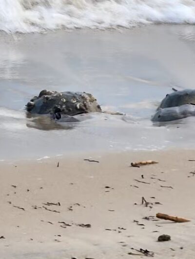 Pet Beach - Ocean City, MD