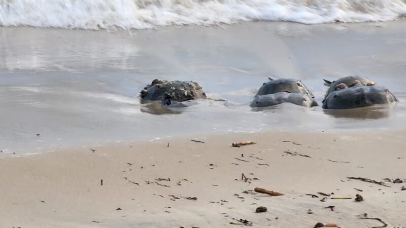 Pet Beach - Ocean City, MD