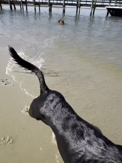Pet Beach - Ocean City, MD