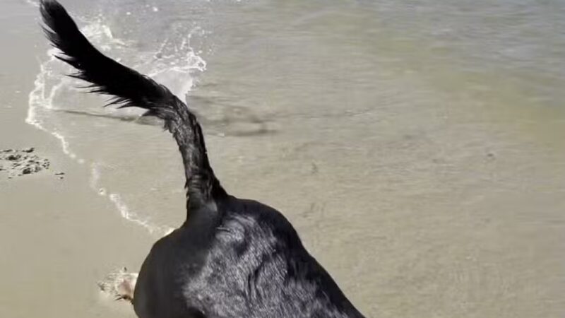 Pet Beach - Ocean City, MD