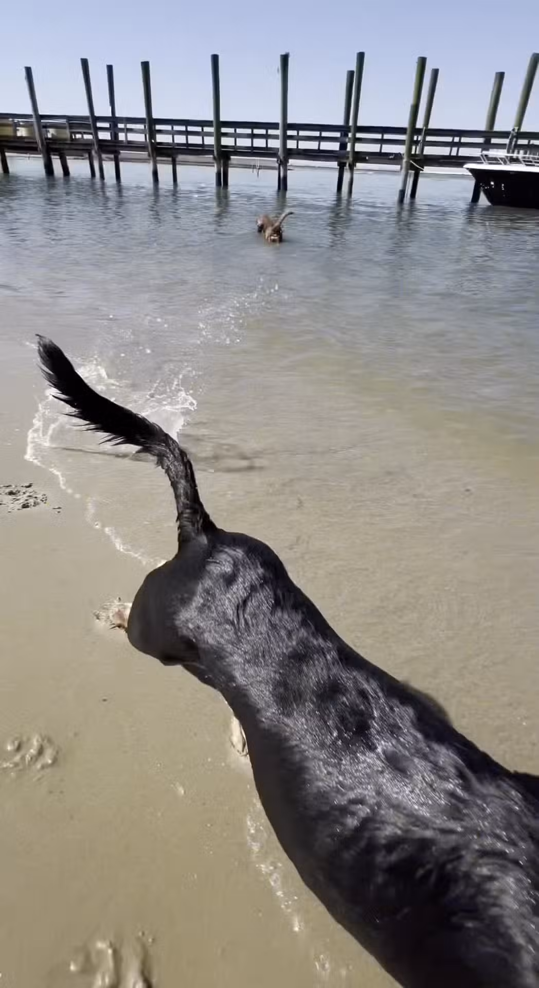 Pet Beach - Ocean City, MD