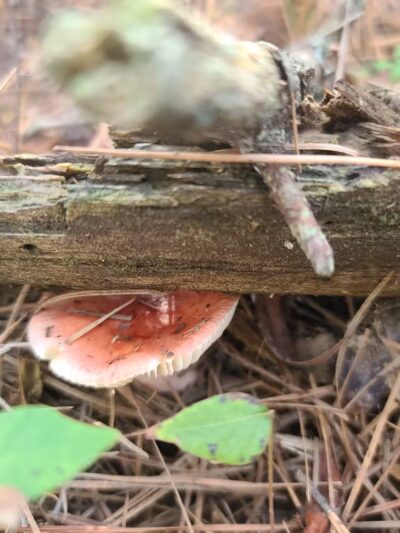 West Ocean City Nature Park - Ocean City, MD