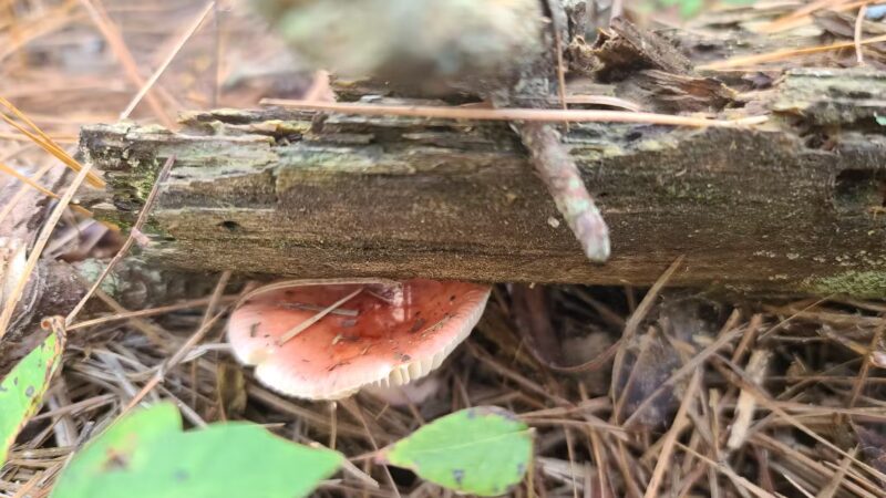 West Ocean City Nature Park - Ocean City, MD