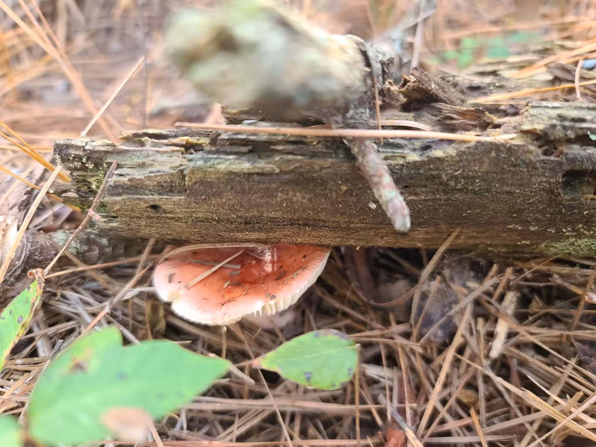 West Ocean City Nature Park - Ocean City, MD