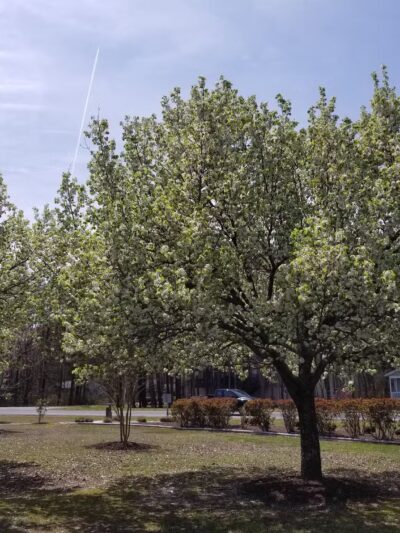 Pintail Park - Ocean Pines, MD