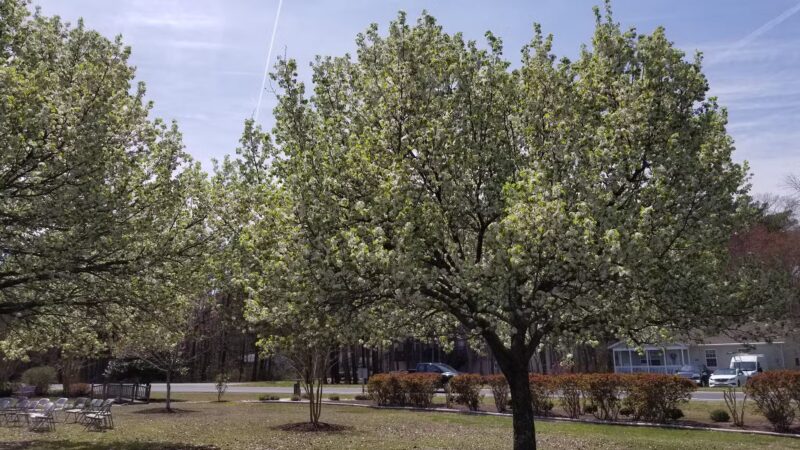 Pintail Park - Ocean Pines, MD