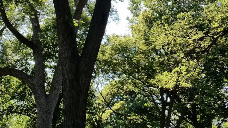 Odebolt City Park - Odebolt, IA