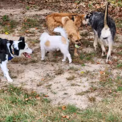 Towsers Branch Park - Odenton, MD