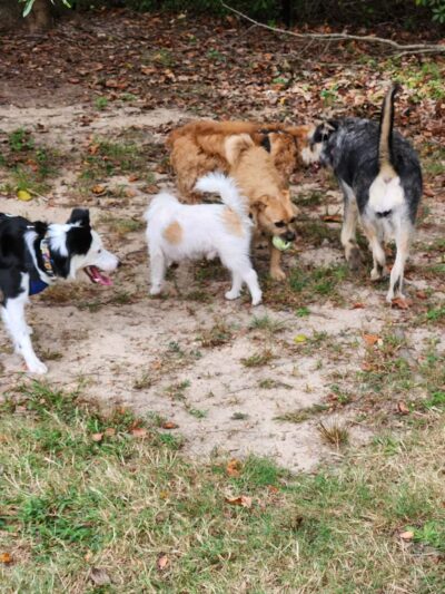 Towsers Branch Park - Odenton, MD