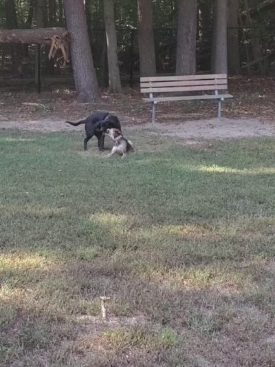 Towsers Branch Park - Odenton, MD