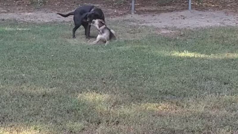 Towsers Branch Park - Odenton, MD