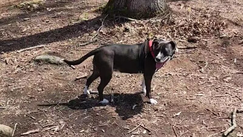 Clark Community Park/Town Park - Old Saybrook, CT