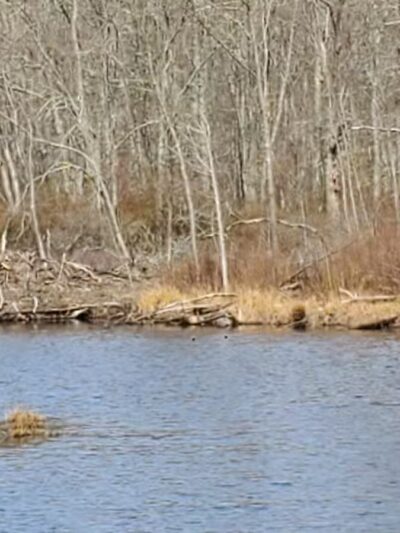 Clark Community Park/Town Park - Old Saybrook, CT