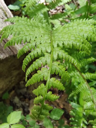 The Preserve - Old Saybrook, CT