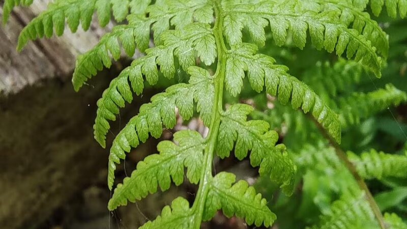 The Preserve - Old Saybrook, CT