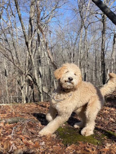 The Preserve - Old Saybrook, CT