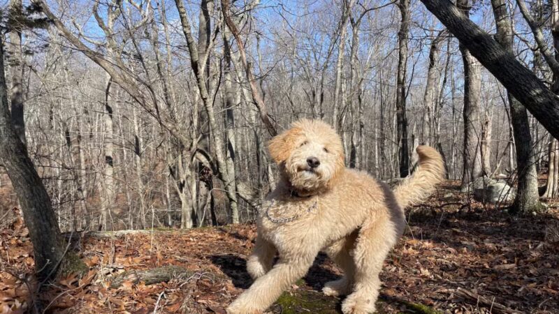 The Preserve - Old Saybrook, CT