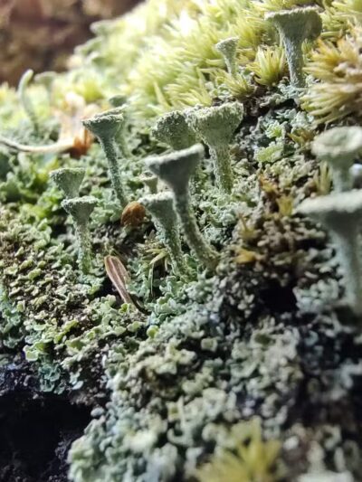 The Preserve - Old Saybrook, CT