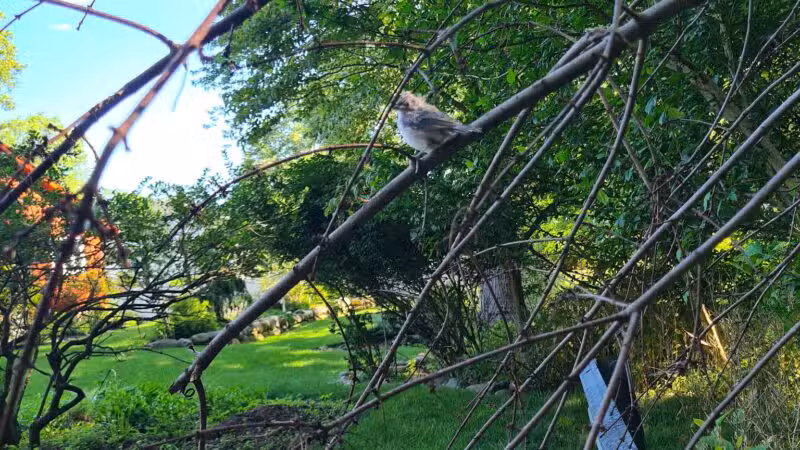 Lotus Woods Nature Walk - Oradell, NJ