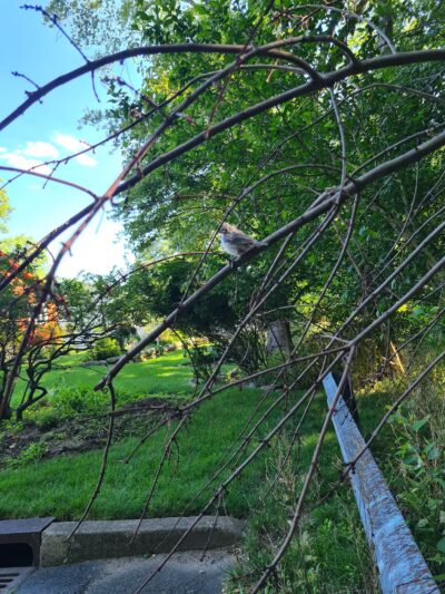 Lotus Woods Nature Walk - Oradell, NJ