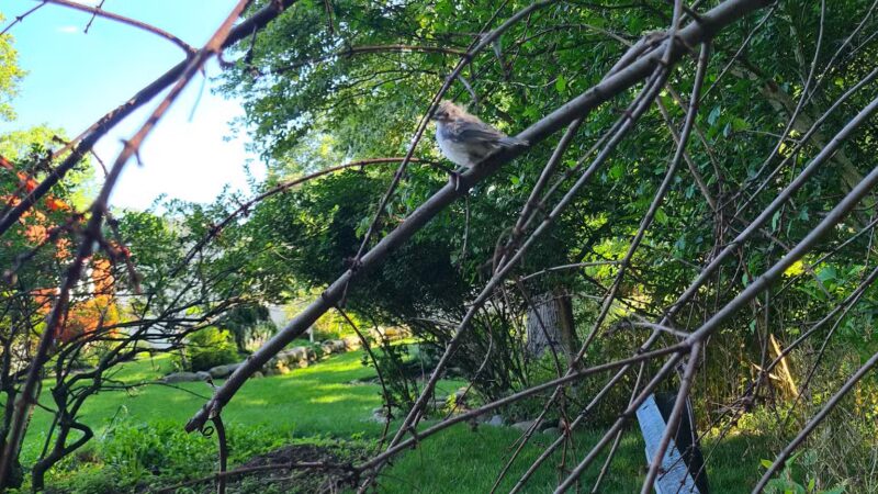 Lotus Woods Nature Walk - Oradell, NJ