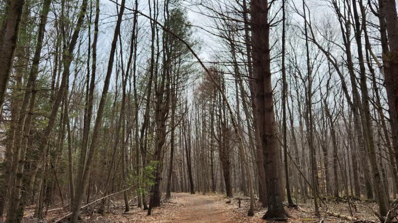 Racebrook Tract - Orange, CT