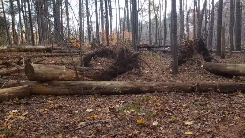 Racebrook Tract - Orange, CT