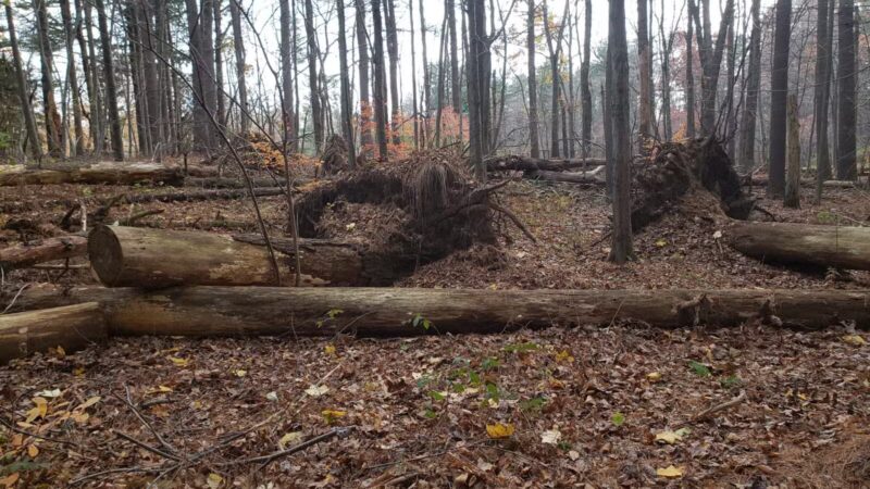 Racebrook Tract - Orange, CT