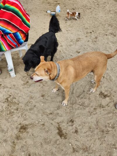 North Quabbin Dog Park - Orange, MA