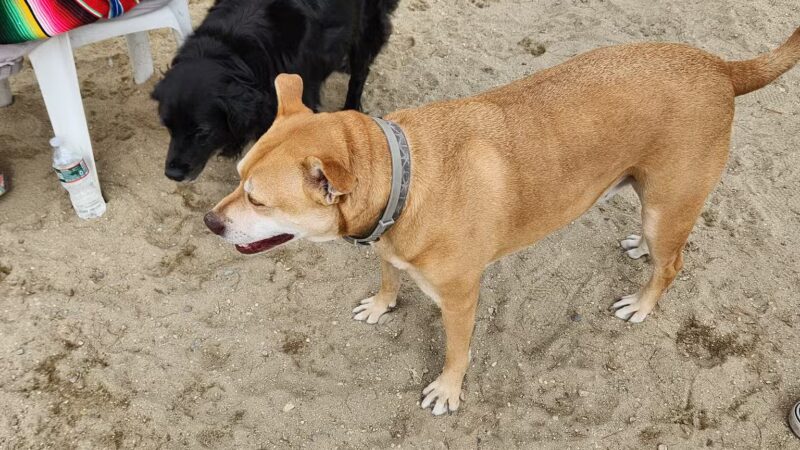 North Quabbin Dog Park - Orange, MA