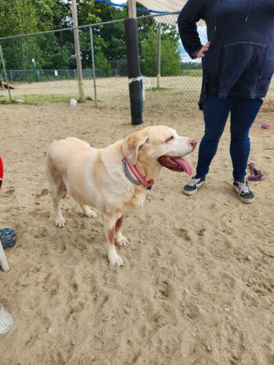 North Quabbin Dog Park - Orange, MA