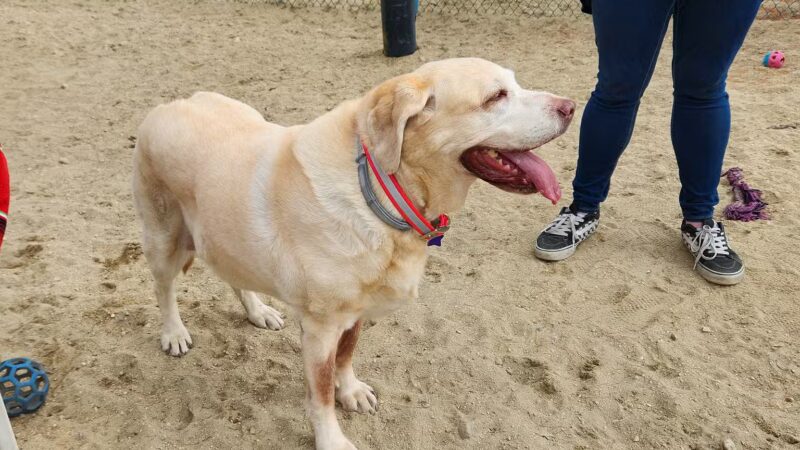 North Quabbin Dog Park - Orange, MA
