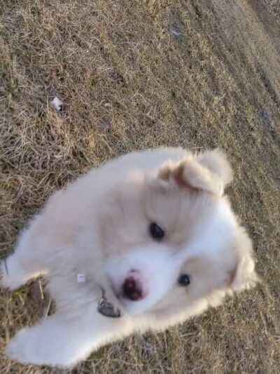 Lake Chase Dog Park - Owatonna, MN