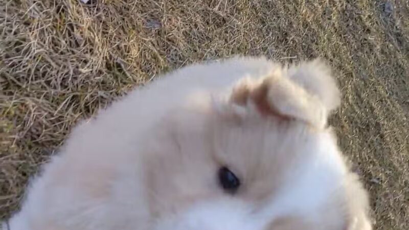 Lake Chase Dog Park - Owatonna, MN