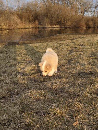 Lake Chase Dog Park - Owatonna, MN