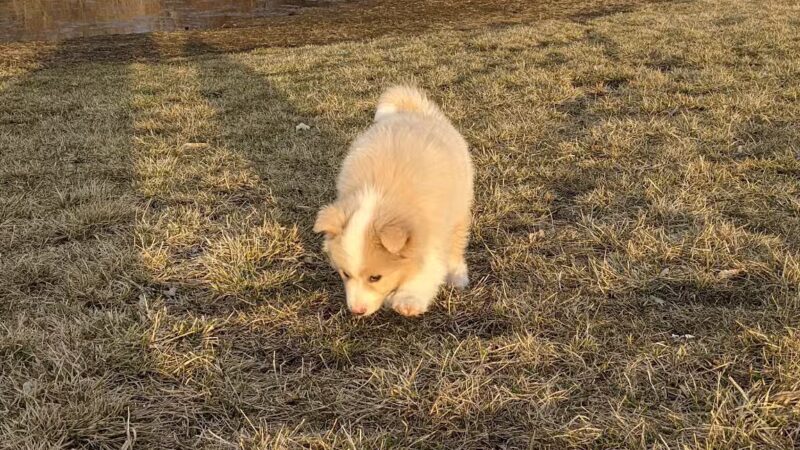 Lake Chase Dog Park - Owatonna, MN