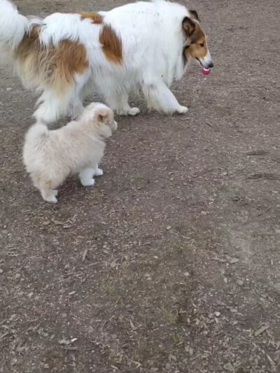 Lake Chase Dog Park - Owatonna, MN