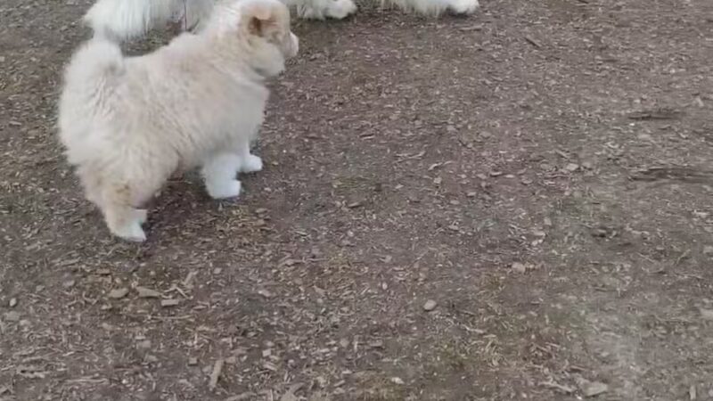 Lake Chase Dog Park - Owatonna, MN