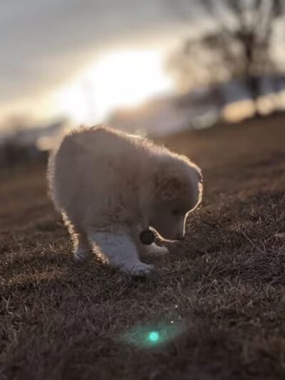 Lake Chase Dog Park - Owatonna, MN