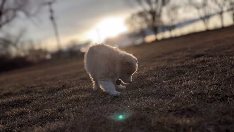 Lake Chase Dog Park - Owatonna, MN