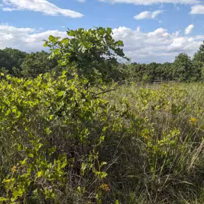 Choate Mine Trail - Owings Mills, MD